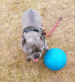 Prestwick Paw Patrol Dog Walkers