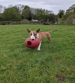 Ayrshire Dog Care