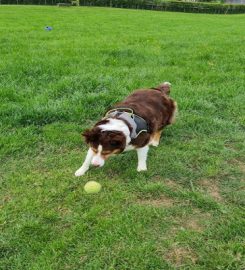 Ayrshire Dog Care