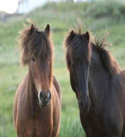 Houlls Horses and Hounds