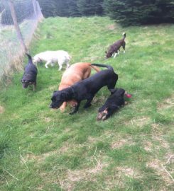 Glenbield Boarding Kennels