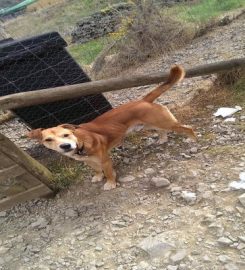 Glenbield Boarding Kennels