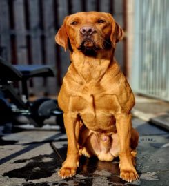 Eshiels Gundogs