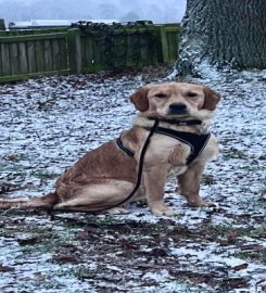 Eshiels Gundogs