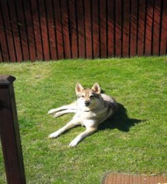 Arthurshiel Kennels