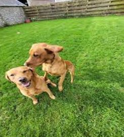 Langside Boarding Kennels