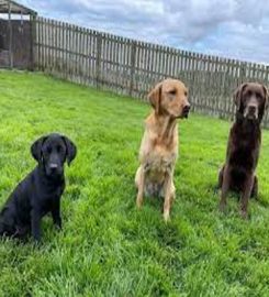 Langside Boarding Kennels