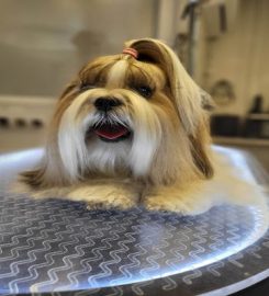 Agnes' dog grooming salon