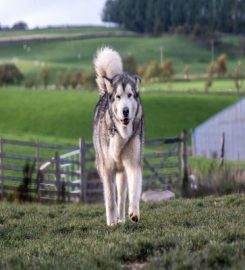 Galashiels Doggy Day Care