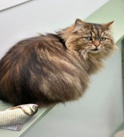 Christine's Cat Care, Boarding Cattery