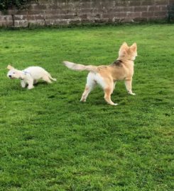 Best Buddy Dog Walking/Boarding