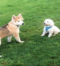 Best Buddy Dog Walking/Boarding