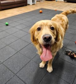 Hk Dog Daycare