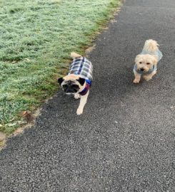 Hotel Hounds