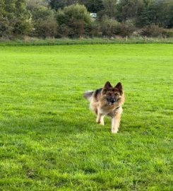 Tails-A-Waggin' Grooming and Dog Walking