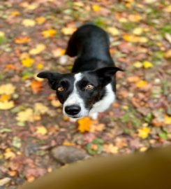 Moray Coast Veterinary Group