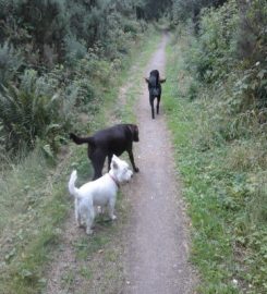 Forres Dog Walking