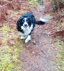 Findhorn Dog Walking & Pet Sitting Services