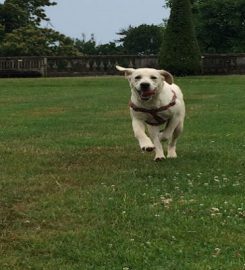 Muddy Paws Elgin