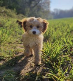 Mucky Pups