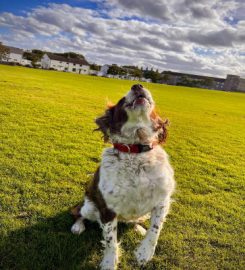 Thurso Dog Walking