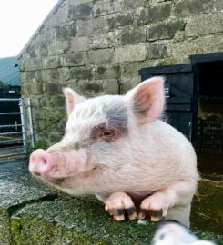 Puffin Croft Petting Farm, Farm Shop & B & B