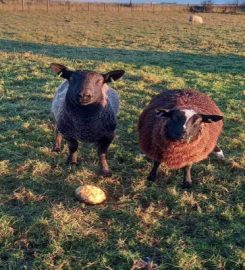 Puffin Croft Petting Farm, Farm Shop & B & B