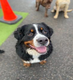 Playful Paws Doggy Daycare Centre