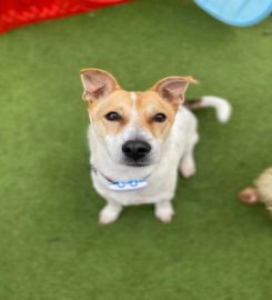 Playful Paws Doggy Daycare Centre