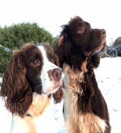 Scotsburn Kennels and Cattery