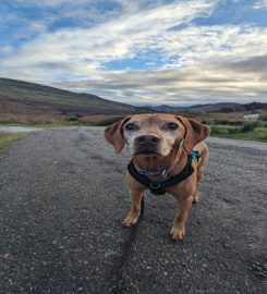 Lochaber Dog Services