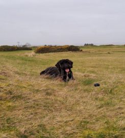 Pawsome Dog Walking