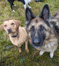 Pawprints Dog Walking