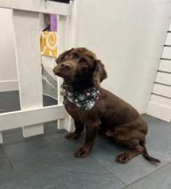 Sittin' Pretty Dog Grooming