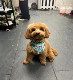 Sittin' Pretty Dog Grooming