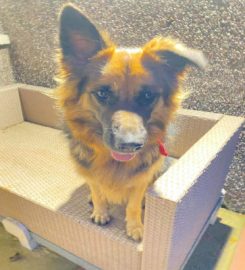 Ashlea Boarding Kennels