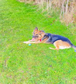 Ashlea Boarding Kennels