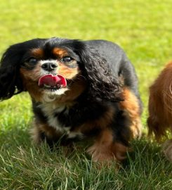 Doggie Daycare