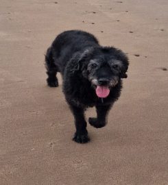 Waggy Trails- Dunbar – Dog Walking, Dog Sitter