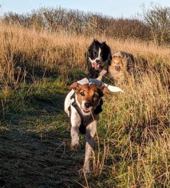 Paw Tracks Dog Walking and Pet Sitting