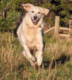 Paw Tracks Dog Walking and Pet Sitting