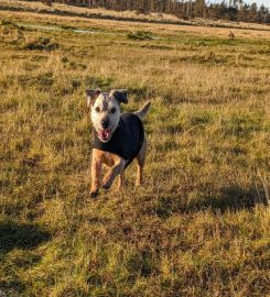 Paw Tracks Dog Walking and Pet Sitting