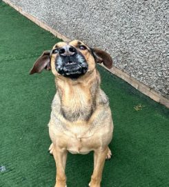 Valley Kennels and Cattery