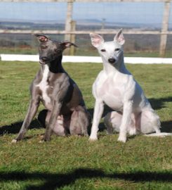 Hilltop boarding kennels