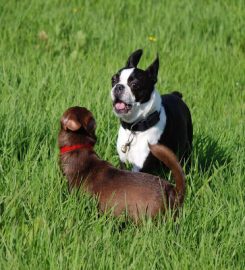 Hilltop boarding kennels