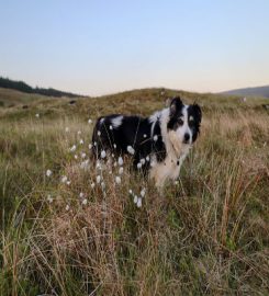 Paws on Harris