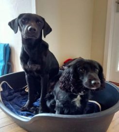 Achnabreac Kennels