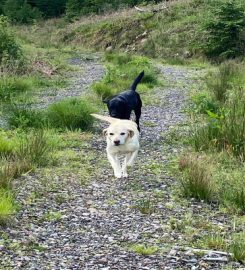 Inveraray Pet Care Services