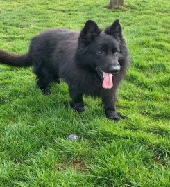 Narrowfield Boarding Kennels & Cattery