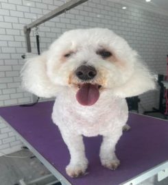 Pawcasso Dog Grooming